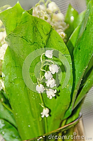 White Convallaria flowers, bouquet with green leafs, close up Stock Photo