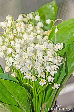 White Convallaria flowers, bouquet with green leafs, close up Stock Photo