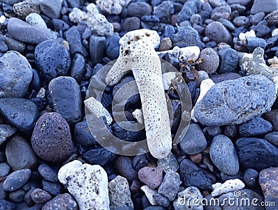 White coral on the beach Stock Photo