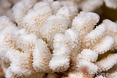 White coral close-up macro as background Stock Photo
