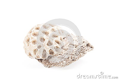 White coral isolated on a white background Stock Photo