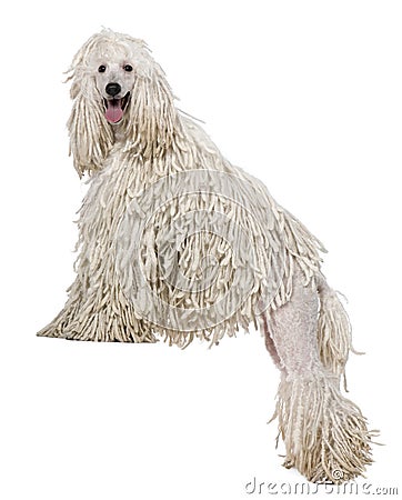 White Corded standard Poodle standing Stock Photo