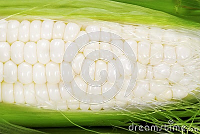 White Corn Stock Photo