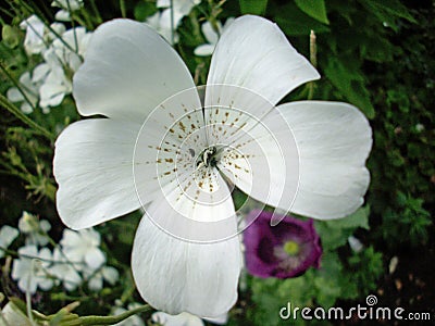 White corncockle flower Stock Photo