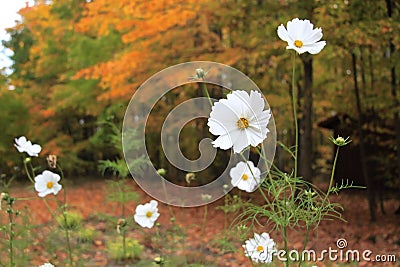 White Cosmo flowers blooming in autumn. Stock Photo