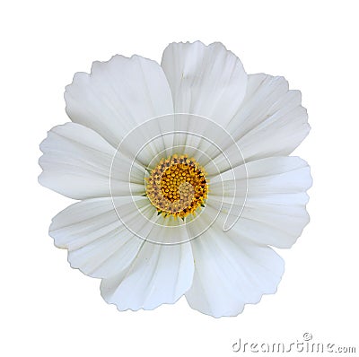 White Cosmos Bipinnatus Stock Photo