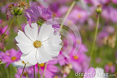 white cosmos flower Stock Photo