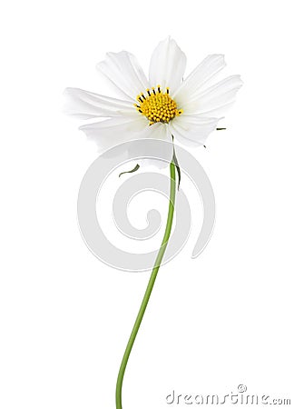 White Cosmos flower isolated on white background. Garden Cosmos Stock Photo