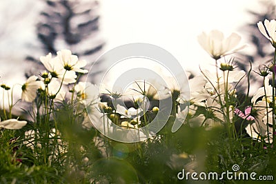 White Cosmos flower Stock Photo