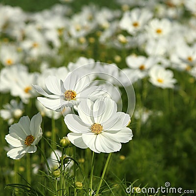 White cosmos flowers Stock Photo