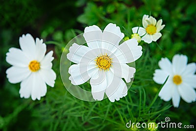 White cosmos genus plant flowers with green backrounds Stock Photo