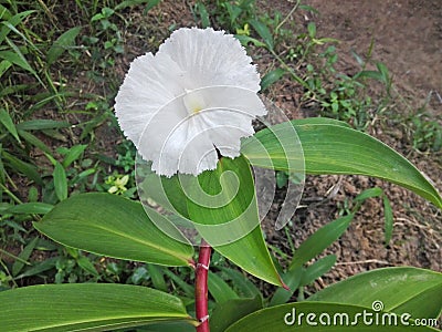 A white costus speciosus (Thebu) flower. A field. Stock Photo