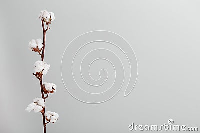 A white cotton flower branch, grey background Stock Photo