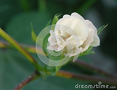 White cotton flower Stock Photo