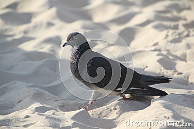 White couple pigeons at the beach Stock Photo