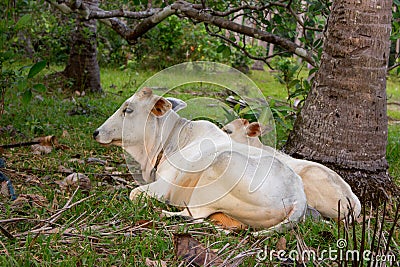 White cow and calf grazing and lying in field. Cattle farm concept. Rural domestic animals. Cow and cute foal at countryside. Stock Photo