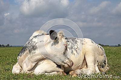 White cow curled sleeping in the middle of a grassland, blue sky and straight horizon Stock Photo