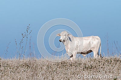 White cow on a drought pasture of a farm. Stock Photo