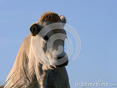 White cow in dunes Stock Photo