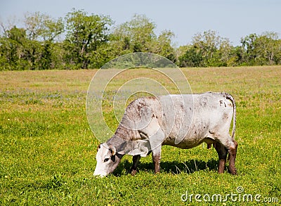 White cow grazing Stock Photo
