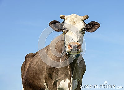 White cow head, large brown dairy cattle, looking wise with pink nose and horns and as background a blue sky Stock Photo