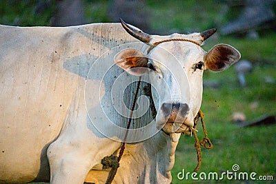 White cow with horns looking at camera in summer field. Cattle farm concept. Rural domestic animal. Stock Photo
