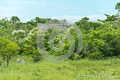 White cow laid on the grass. Stock Photo