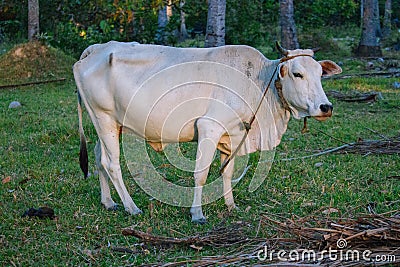 White cow looking at camera grazing in tropical field. Cattle farm concept. Rural domestic animal. Stock Photo