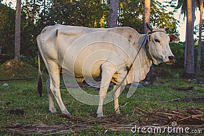 White cow looking at camera grazing in tropical field. Cattle farm concept. Rural domestic animal. Stock Photo
