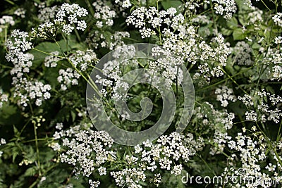 White Cow Parsley, Anthriscus sylvestris, Wild Chervil, Wild Beaked Parsley or Keck in a hedgerow Stock Photo