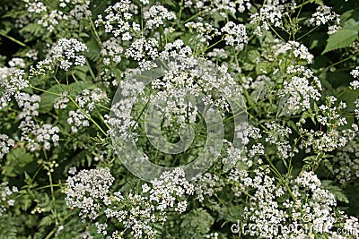 White Cow Parsley, Anthriscus sylvestris, Wild Chervil, Wild Beaked Parsley or Keck in a hedgerow Stock Photo