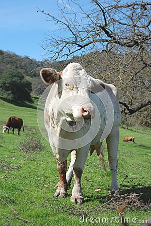 White Cow in Pasture Stock Photo