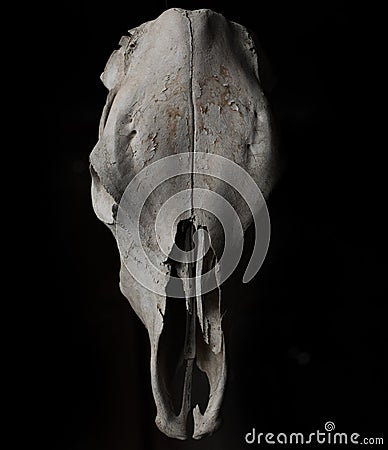 Bull skull on a black background Stock Photo