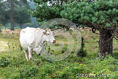 A white cow is watching on the Gorsselse heide Stock Photo