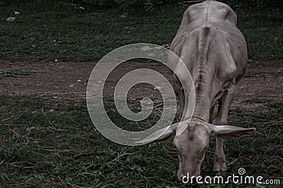 White cows on a field on a nite day in summer Stock Photo