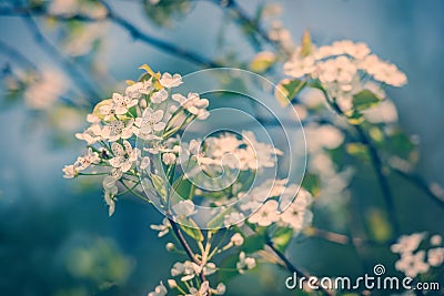 White Crab Apple Tree Flowers - Retro Stock Photo