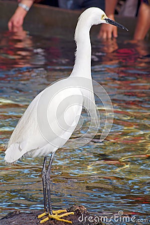 White Crane Bird Stock Photo