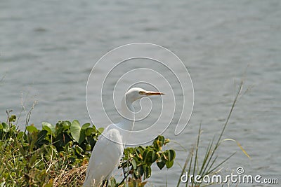 white crane on the grass by the lake Stock Photo