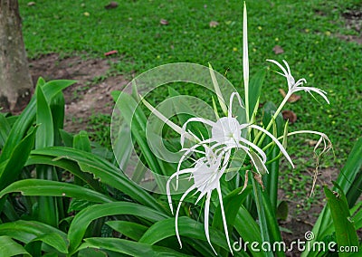 White cranium flowers Stock Photo