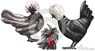 White crested black polish Vector Illustration