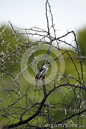 White-Crested Helmet-Shrike Stock Photo