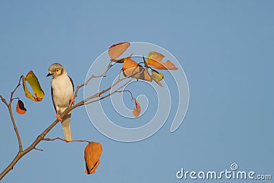 A White-Crested Helmet-Shrike Prionops plumatus perched in a tree Stock Photo