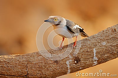 White-crested helmetshrike, Prionops plumatus, bird siting on the tree branch, Mana Pools NP, Zimbabwe in Africa Stock Photo