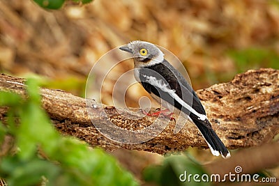 White-crested Helmetshrike - Prionops plumatus or white helmetshrike, passerine bird in the family Prionopidae, formerly in the Stock Photo