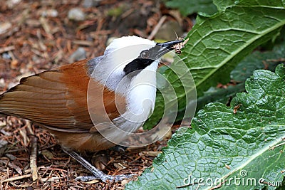 White crested laughing thrush (Garrulax leucolophus) Bird eating Stock Photo