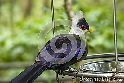 The white-crested turaco Stock Photo