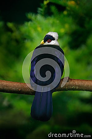 White-crested Turaco, Turaco leucolophus, rare coloured green bird with white head, in nature habitat. Turaco sitting on the branc Stock Photo