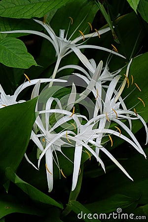 White Crinum Lillies in Rain Forest Stock Photo
