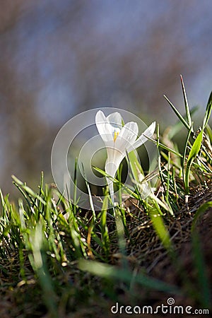 White crocus in bloom in the mountain meadows Stock Photo