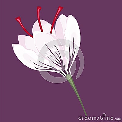 White crocus blossoms. Stock illustration. Vector Illustration
